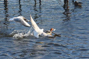 ヒドリガモ 牛久沼水辺公園 2016年1月10日(日)