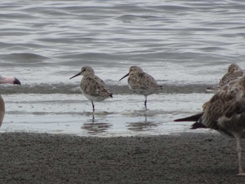 2020年9月13日(日) ふなばし三番瀬海浜公園の野鳥観察記録