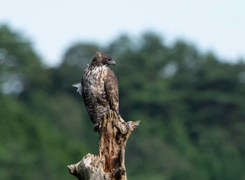 Mountain Hawk-Eagle Unknown Spots Mon, 9/14/2020