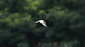 コアジサシ 東京港野鳥公園 2016年6月19日(日)