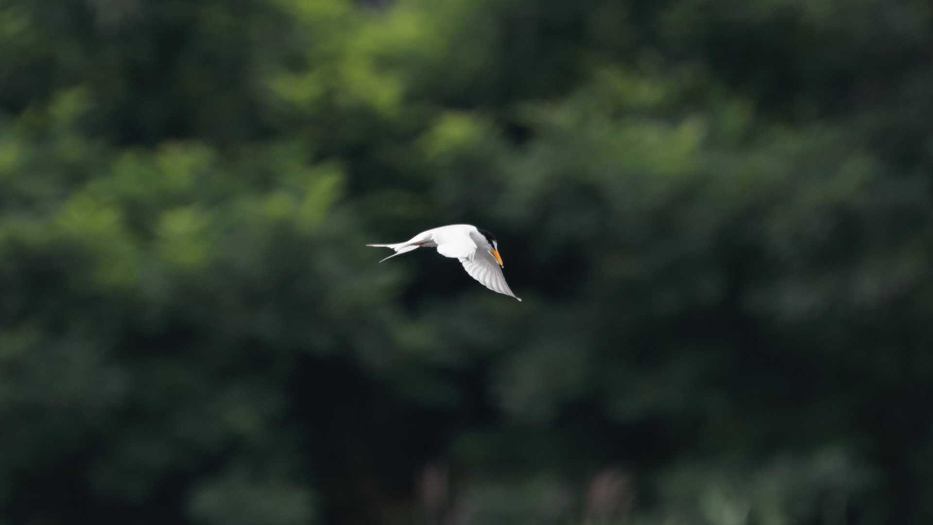 東京港野鳥公園 コアジサシの写真