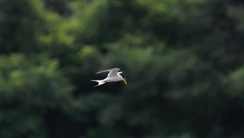 コアジサシ 東京港野鳥公園 2016年6月19日(日)