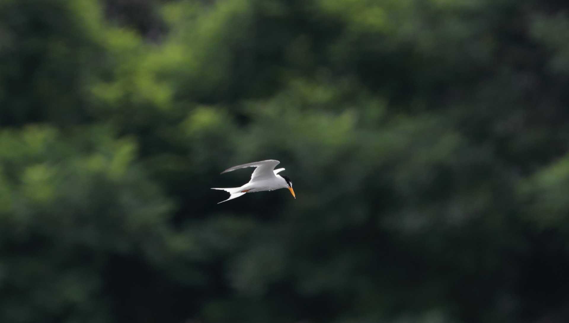 東京港野鳥公園 コアジサシの写真 by ぴっぴ