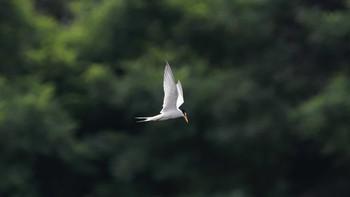 コアジサシ 東京港野鳥公園 2016年6月19日(日)