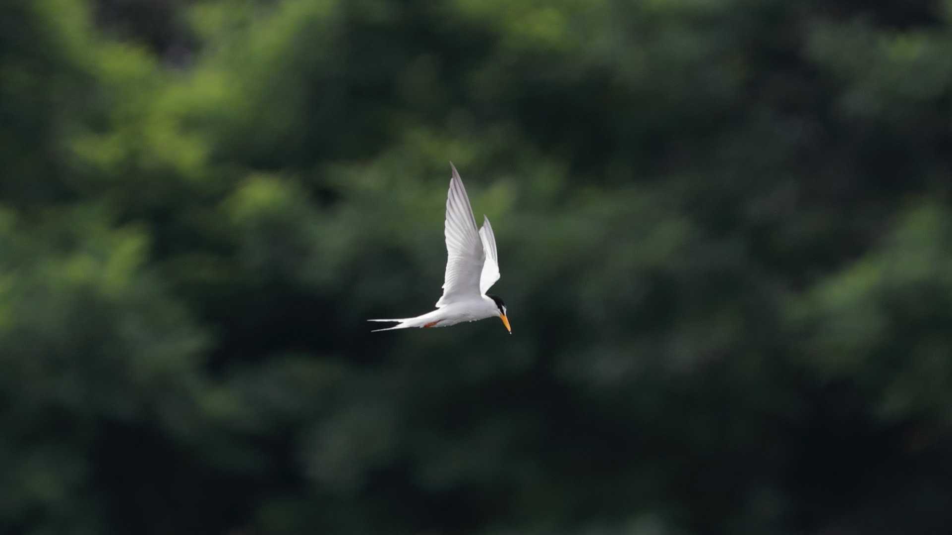 東京港野鳥公園 コアジサシの写真 by ぴっぴ