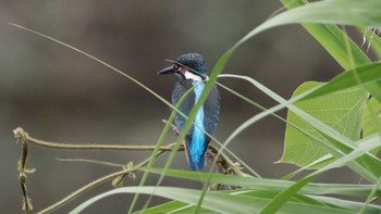 カワセミ 東京港野鳥公園 2016年6月19日(日)