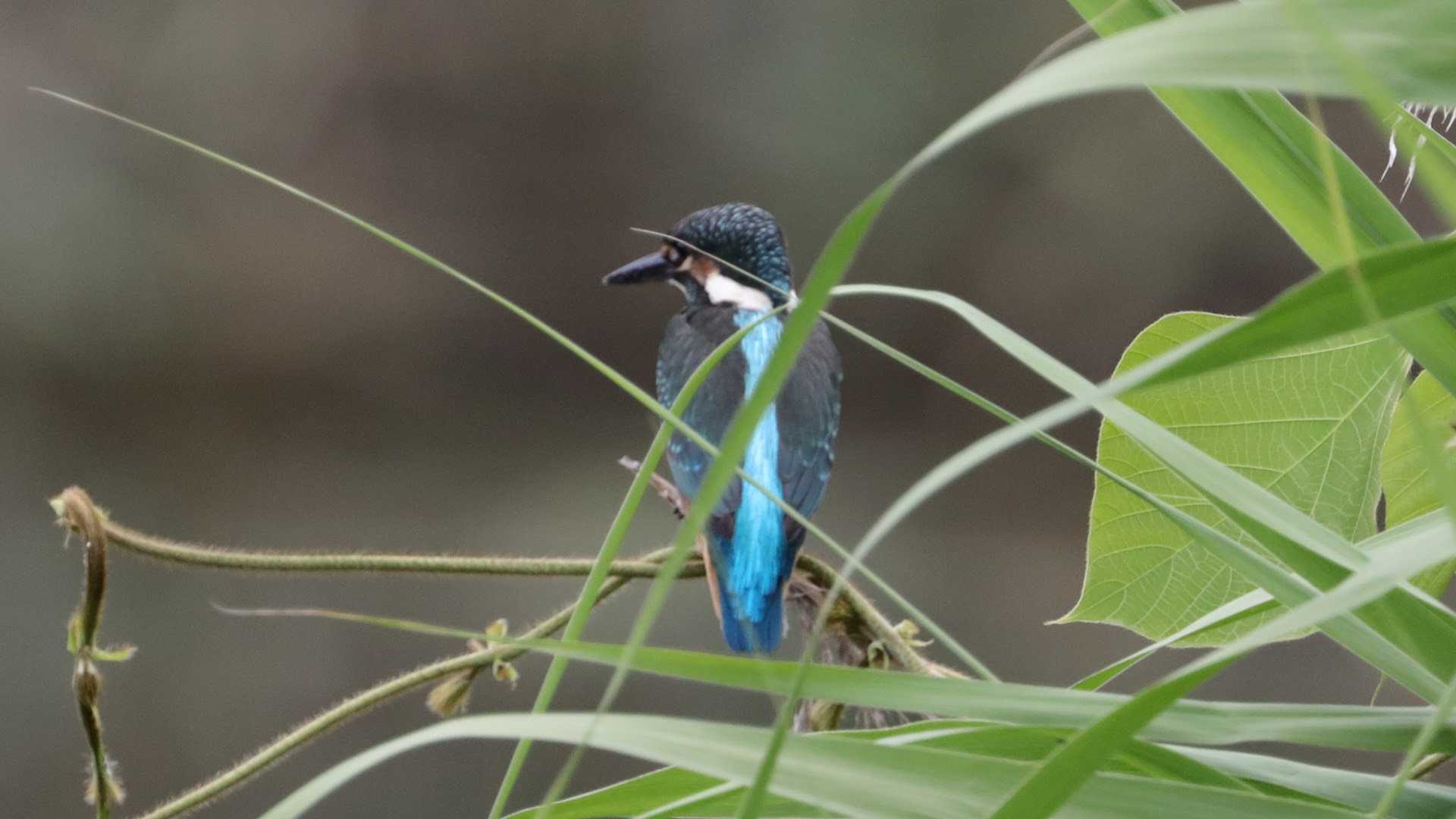 Common Kingfisher