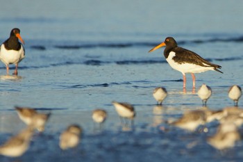 ミヤコドリ ふなばし三番瀬海浜公園 2020年9月13日(日)