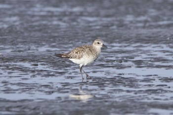 ダイゼン ふなばし三番瀬海浜公園 2020年9月13日(日)