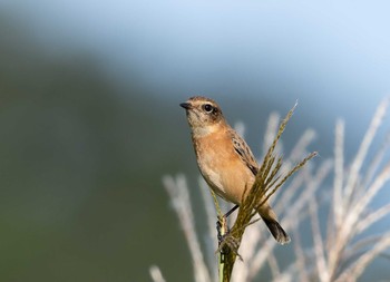 Amur Stonechat Unknown Spots Mon, 9/14/2020