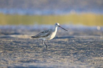 オオソリハシシギ ふなばし三番瀬海浜公園 2020年9月13日(日)