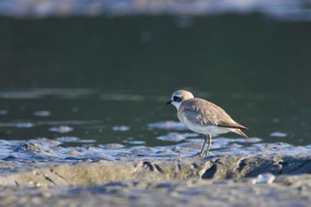 メダイチドリ ふなばし三番瀬海浜公園 2020年9月13日(日)