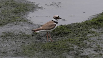 コチドリ 東京港野鳥公園 2016年6月19日(日)