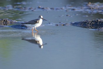 ソリハシシギ ふなばし三番瀬海浜公園 2020年9月13日(日)