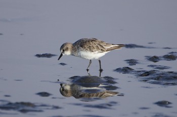 ミユビシギ ふなばし三番瀬海浜公園 2020年9月13日(日)