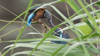 Common Kingfisher Tokyo Port Wild Bird Park Sun, 6/19/2016
