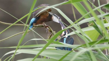 カワセミ 東京港野鳥公園 2016年6月19日(日)