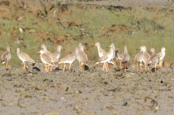 アカアシシギ Sungei Buloh Wetland Reserve 2020年9月12日(土)