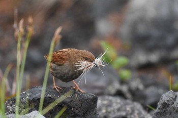 Japanese Accentor Unknown Spots Sat, 6/18/2016