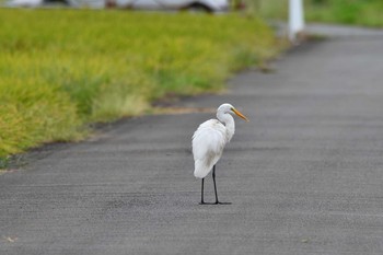 ダイサギ 平塚田んぼ 2020年9月13日(日)