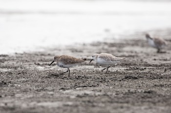 ハマシギ ふなばし三番瀬海浜公園 2020年9月13日(日)