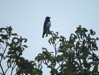 Blue-and-white Flycatcher Ozegahara Mon, 6/20/2016