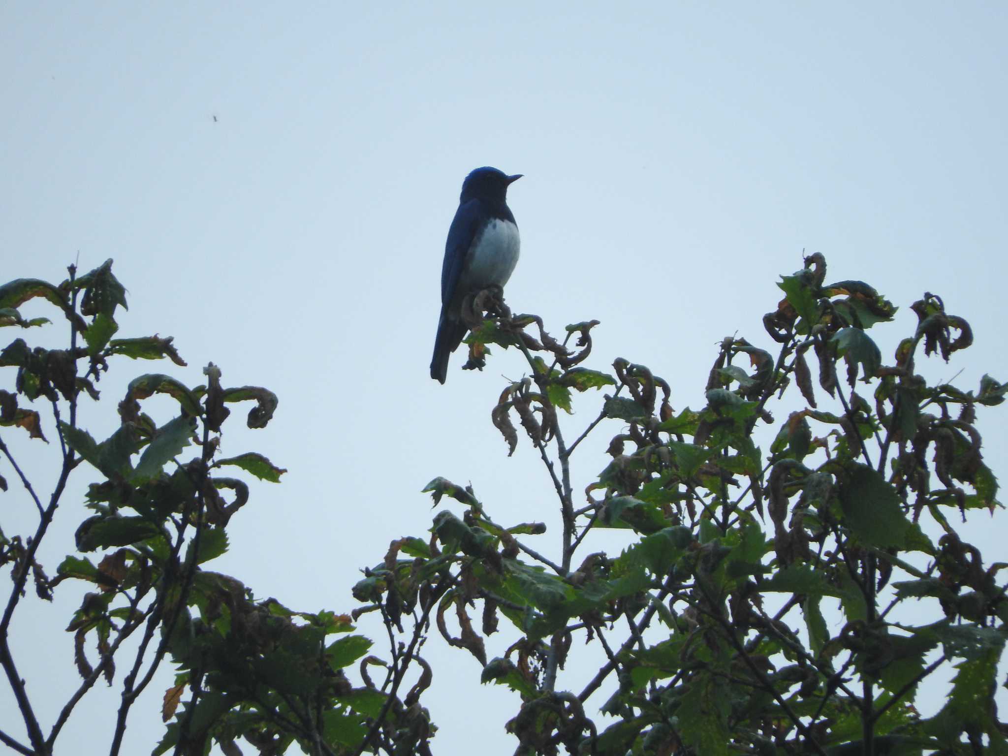 Blue-and-white Flycatcher