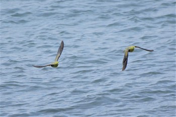 アオバト 大磯照ヶ崎海岸 2020年9月15日(火)