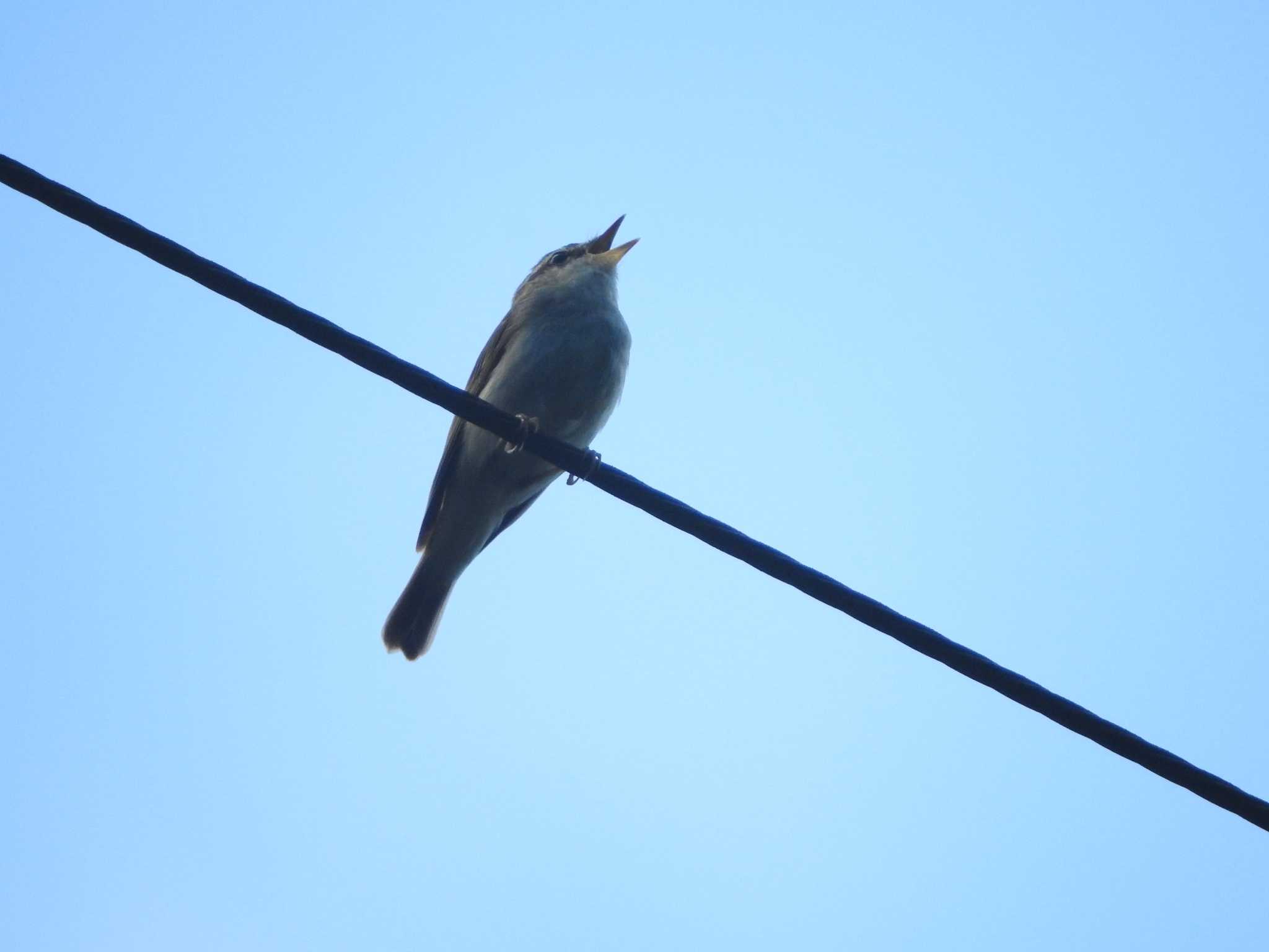 Sakhalin Leaf Warbler