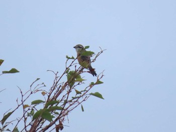 2020年9月5日(土) 南良津親水公園の野鳥観察記録