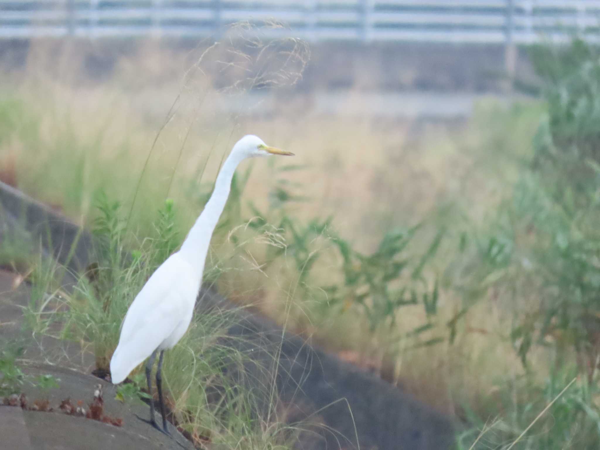 南良津親水公園 ダイサギの写真 by 重い金属