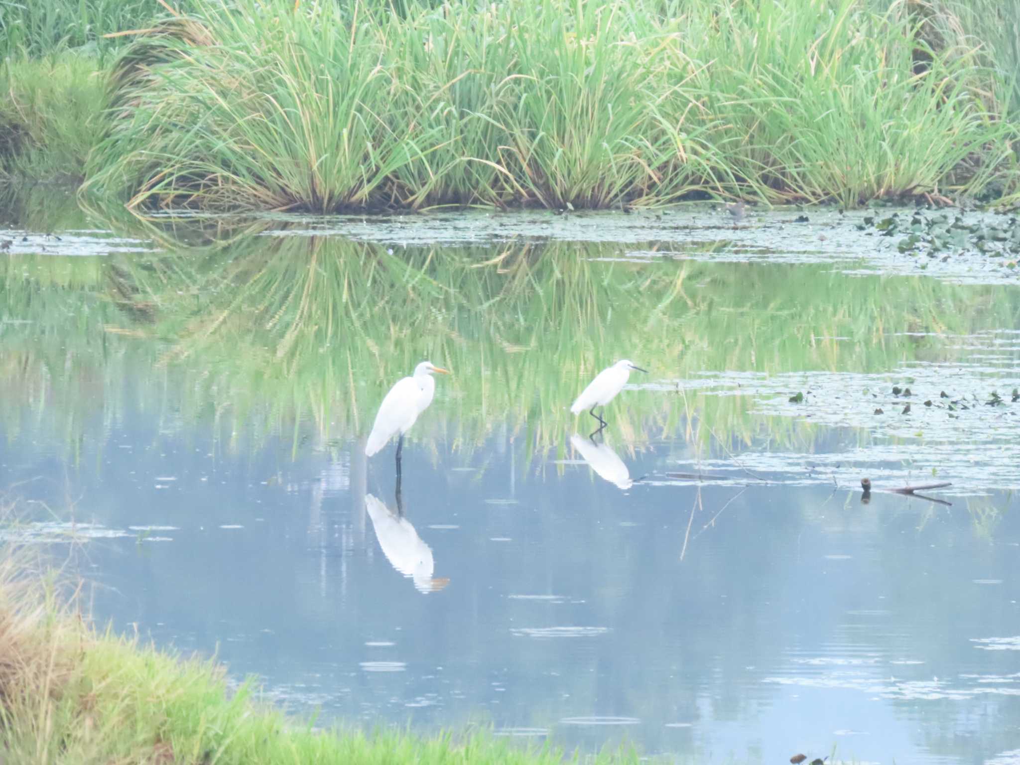 南良津親水公園 チュウサギの写真 by 重い金属