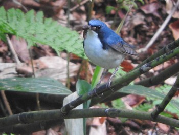 Siberian Blue Robin Ozegahara Mon, 6/20/2016