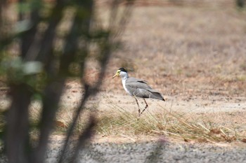 ズグロトサカゲリ アイアンレンジ国立公園 2019年10月18日(金)