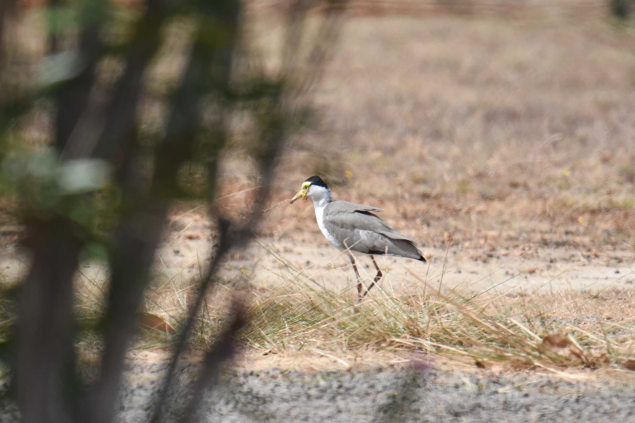 Masked Lapwing