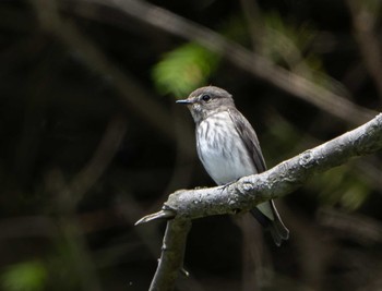 Grey-streaked Flycatcher Unknown Spots Mon, 9/14/2020