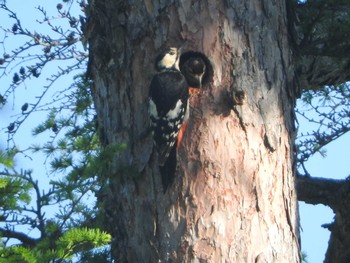 Great Spotted Woodpecker Ozegahara Mon, 6/20/2016