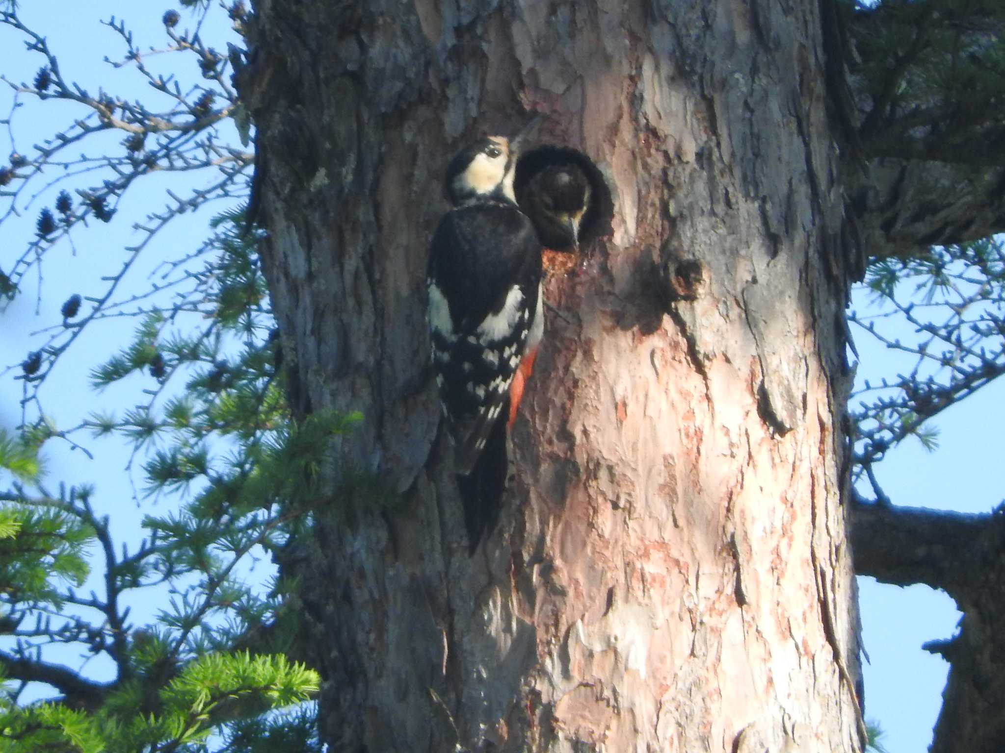 Photo of Great Spotted Woodpecker at Ozegahara by horo-gold