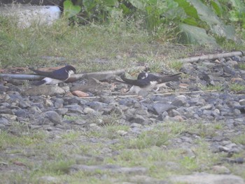 Asian House Martin Ozegahara Mon, 6/20/2016