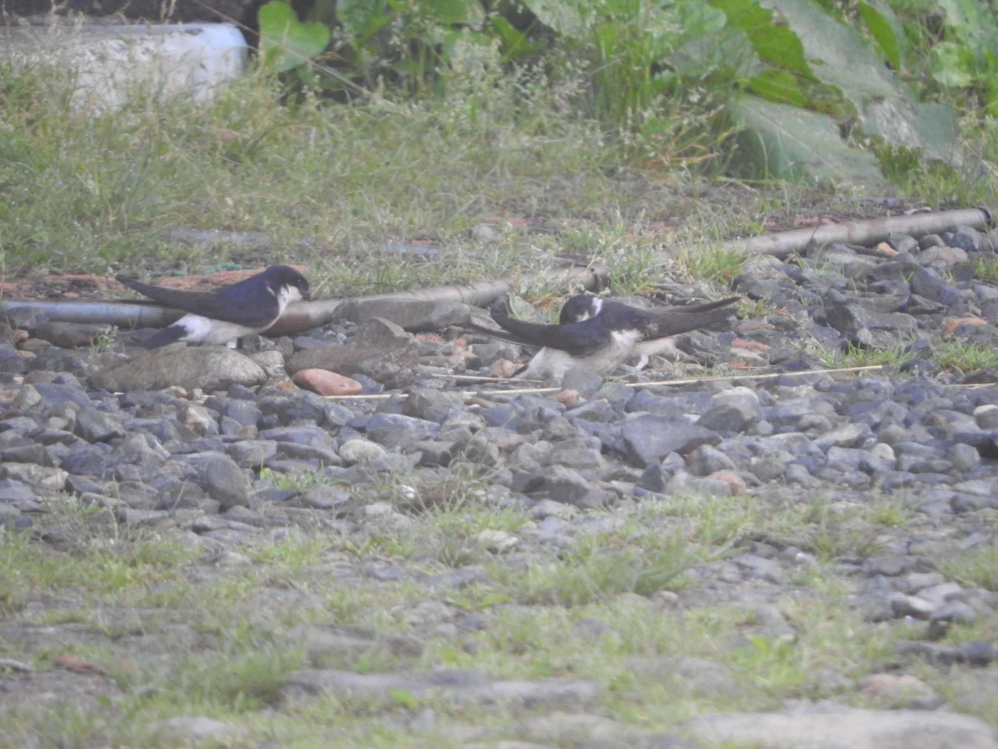 Asian House Martin