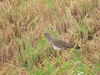 2020年9月6日(日) 千石峡の野鳥観察記録