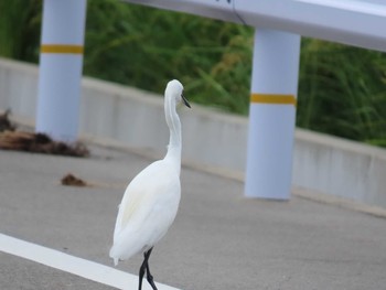 コサギ 今津干潟 2020年9月12日(土)