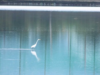 2020年9月12日(土) 今津干潟の野鳥観察記録