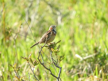 Chestnut-eared Bunting Ozegahara Mon, 6/20/2016