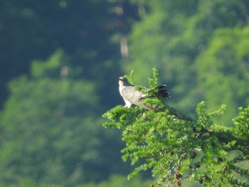 Common Cuckoo Ozegahara Mon, 6/20/2016