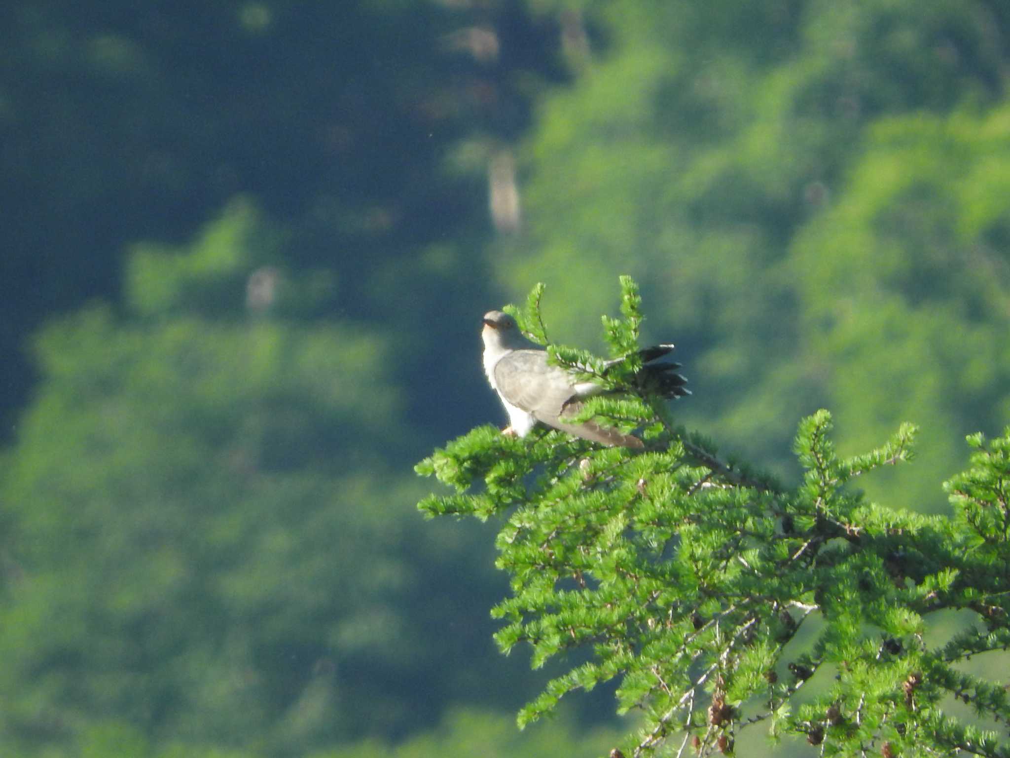 Common Cuckoo