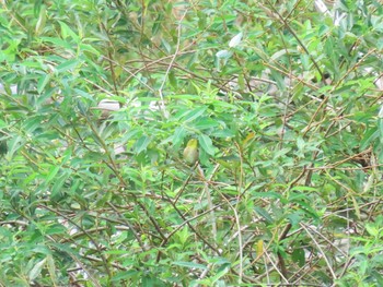 2020年9月13日(日) 千石峡の野鳥観察記録