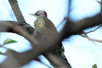 Japanese Green Woodpecker 神戸市西区神出町 Sat, 9/12/2020