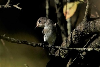 Asian Brown Flycatcher 神戸市西区神出町 Sat, 9/12/2020