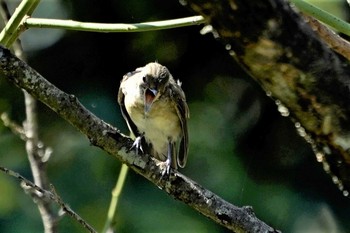 Narcissus Flycatcher 神戸市西区神出町 Sat, 9/12/2020